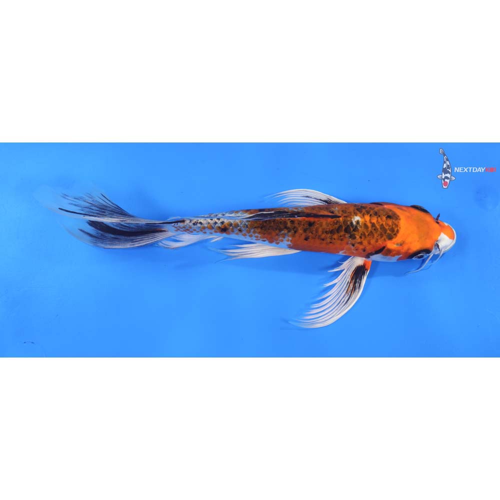 10” Imported Kujaku Butterfly Koi