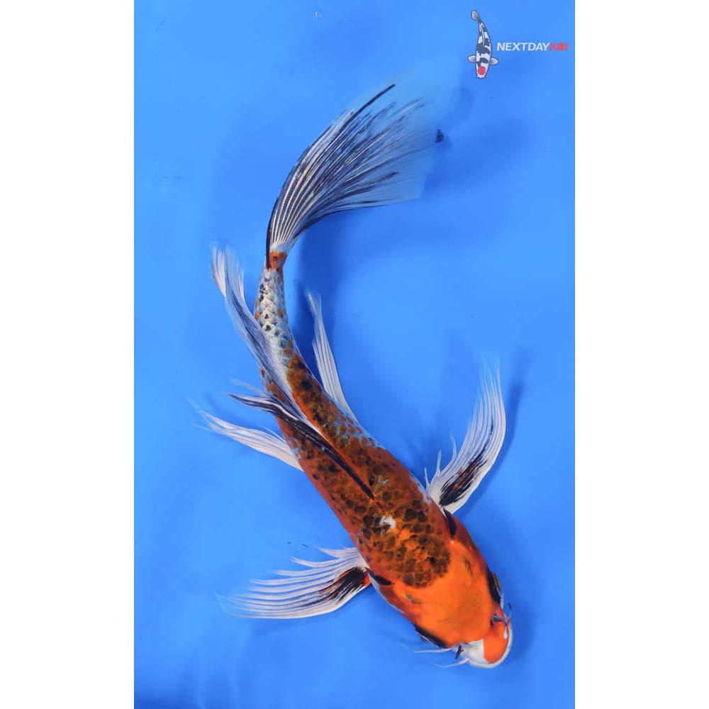 10” Imported Kujaku Butterfly Koi