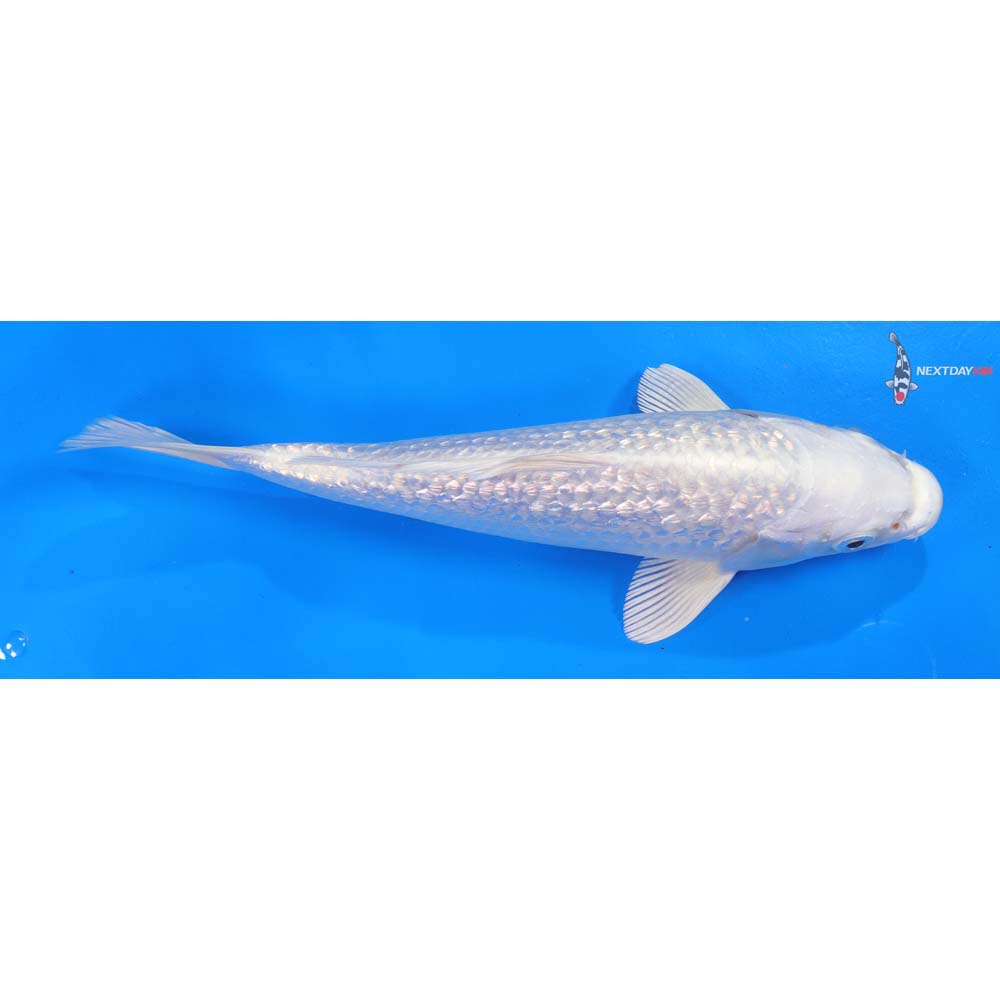 8.5” Imported Gin Rin Platinum Ogon
