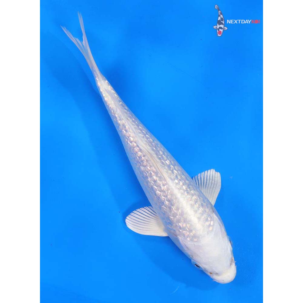 8.5” Imported Gin Rin Platinum Ogon