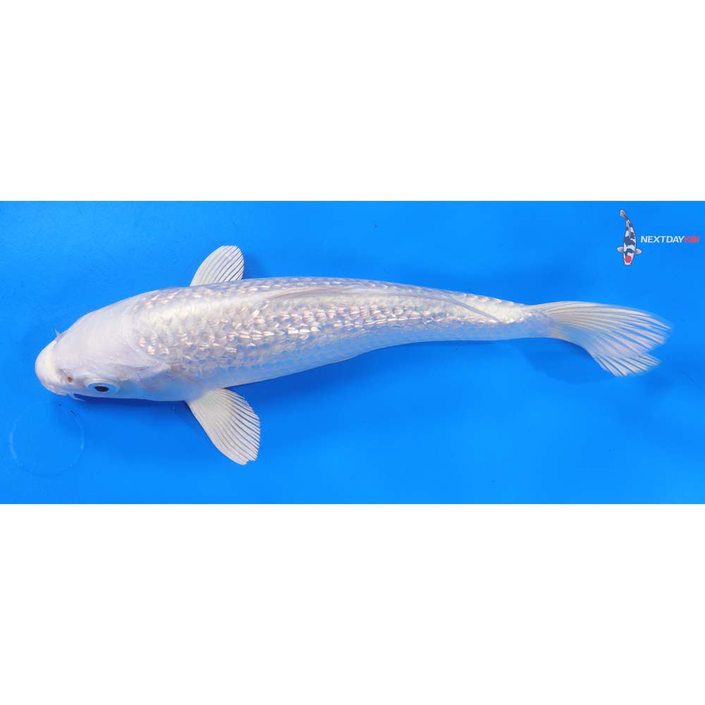 8.5” Imported Gin Rin Platinum Ogon