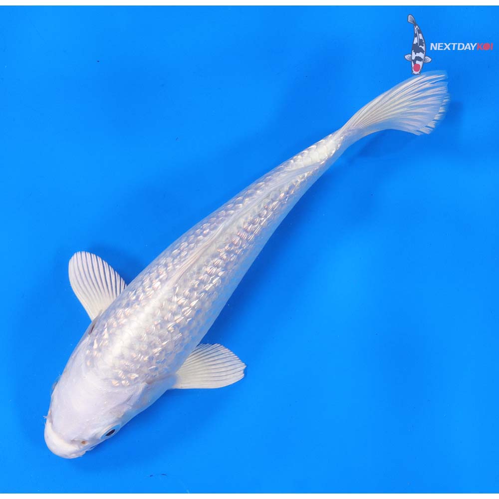 8.5” Imported Gin Rin Platinum Ogon