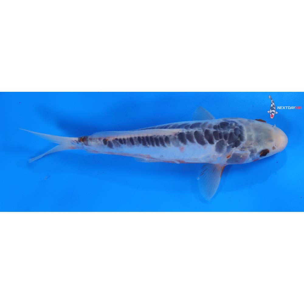 8.5” Imported Shusui