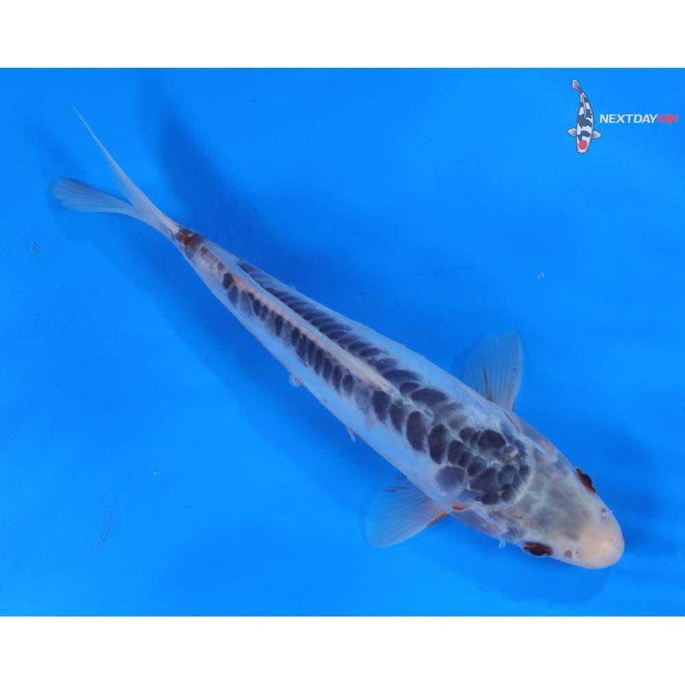 8.5” Imported Shusui