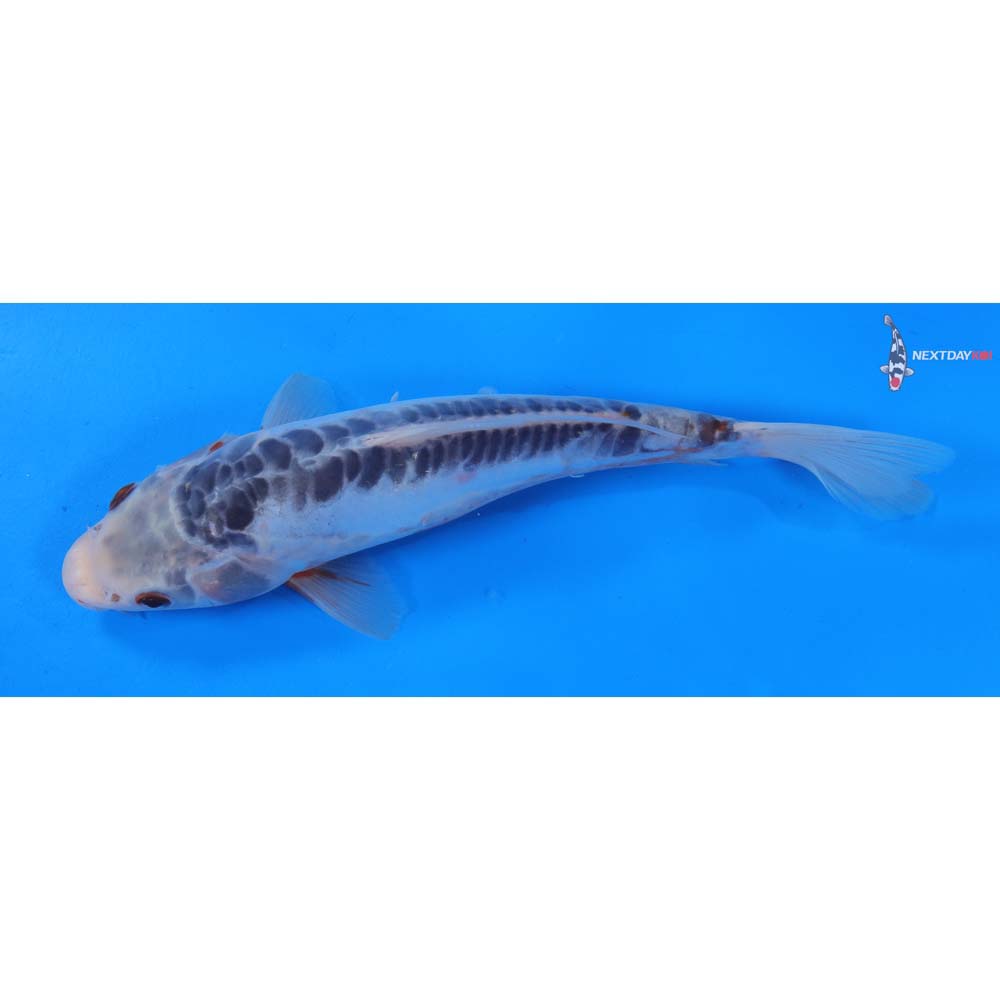 8.5” Imported Shusui