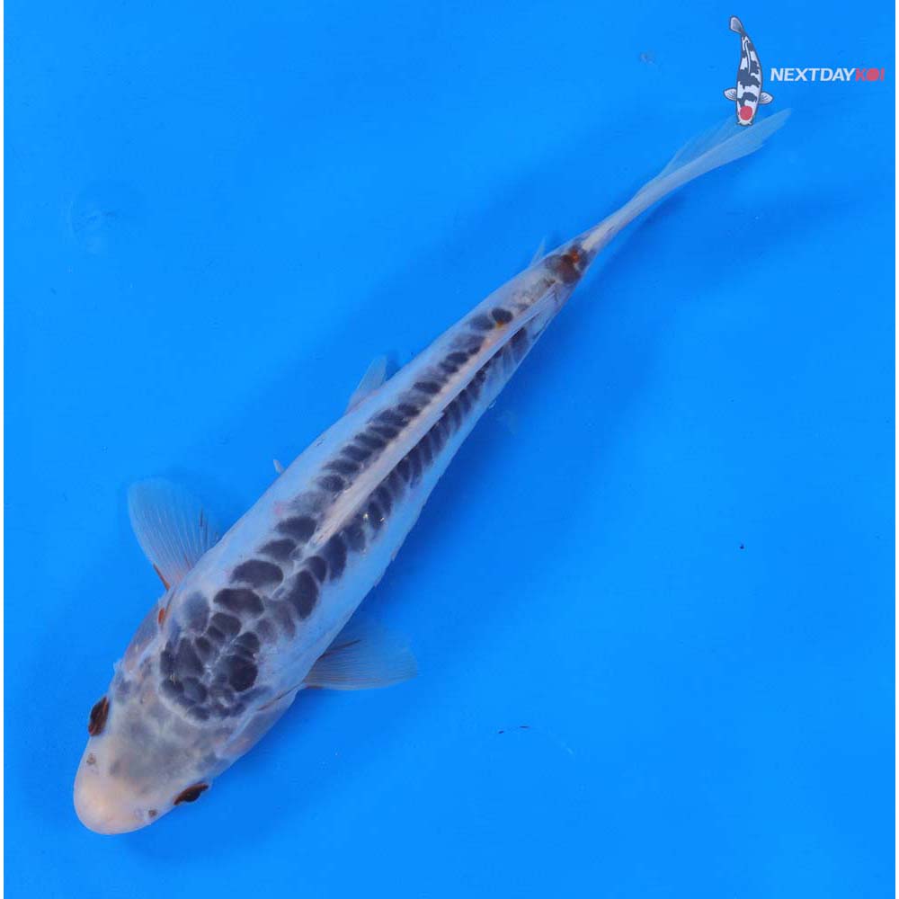 8.5” Imported Shusui