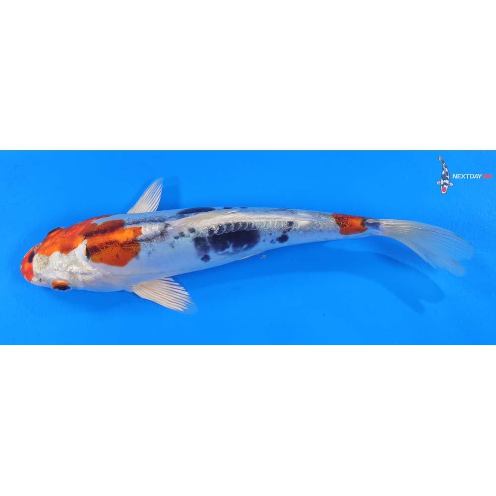 8.5” Imported Heisei Nishiki