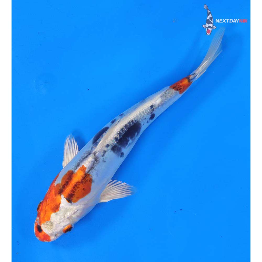8.5” Imported Heisei Nishiki