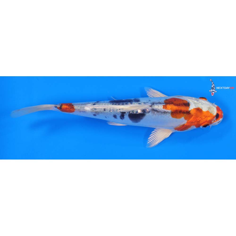 8.5” Imported Heisei Nishiki