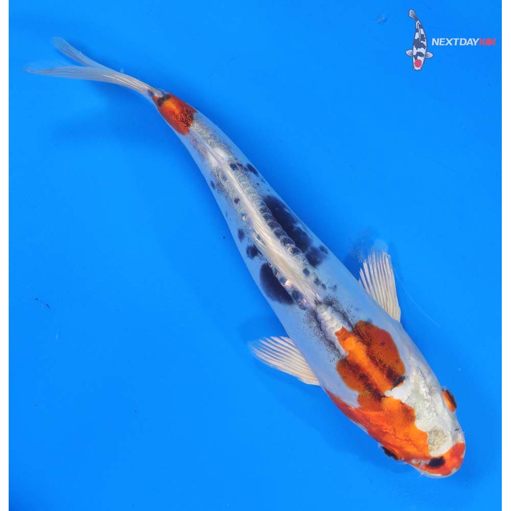 8.5” Imported Heisei Nishiki