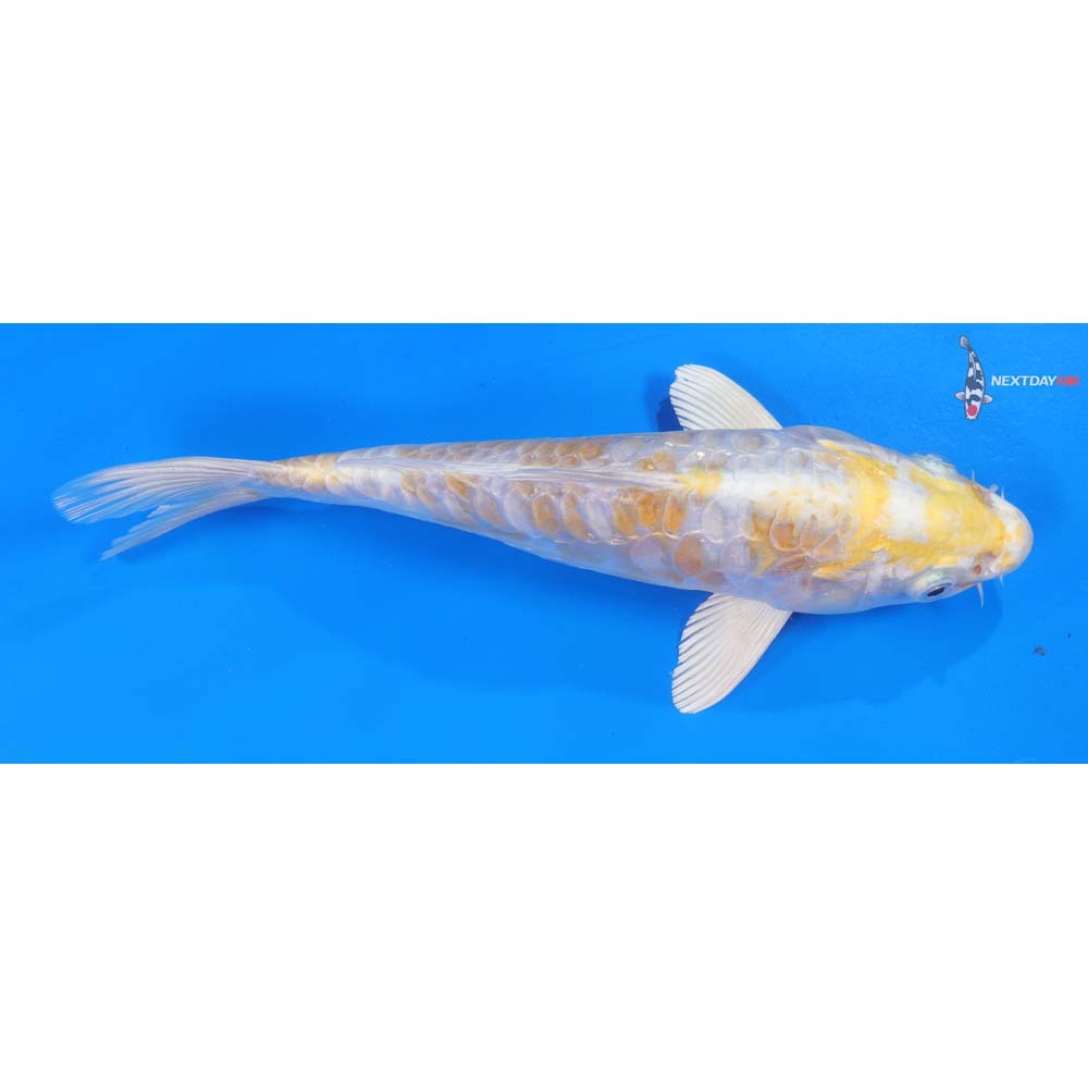 8.5” Imported Armor Scaled Lemon Hariwake