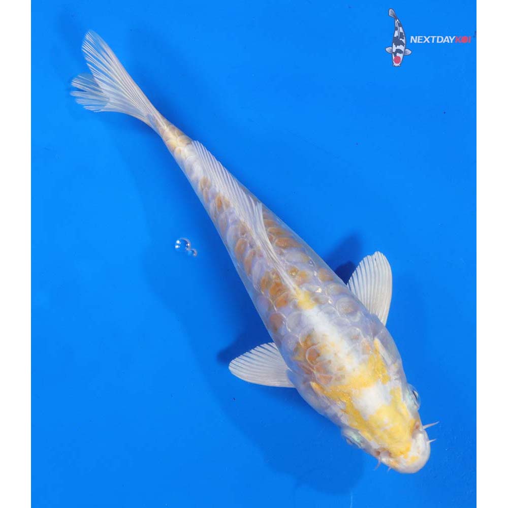 8.5” Imported Armor Scaled Lemon Hariwake