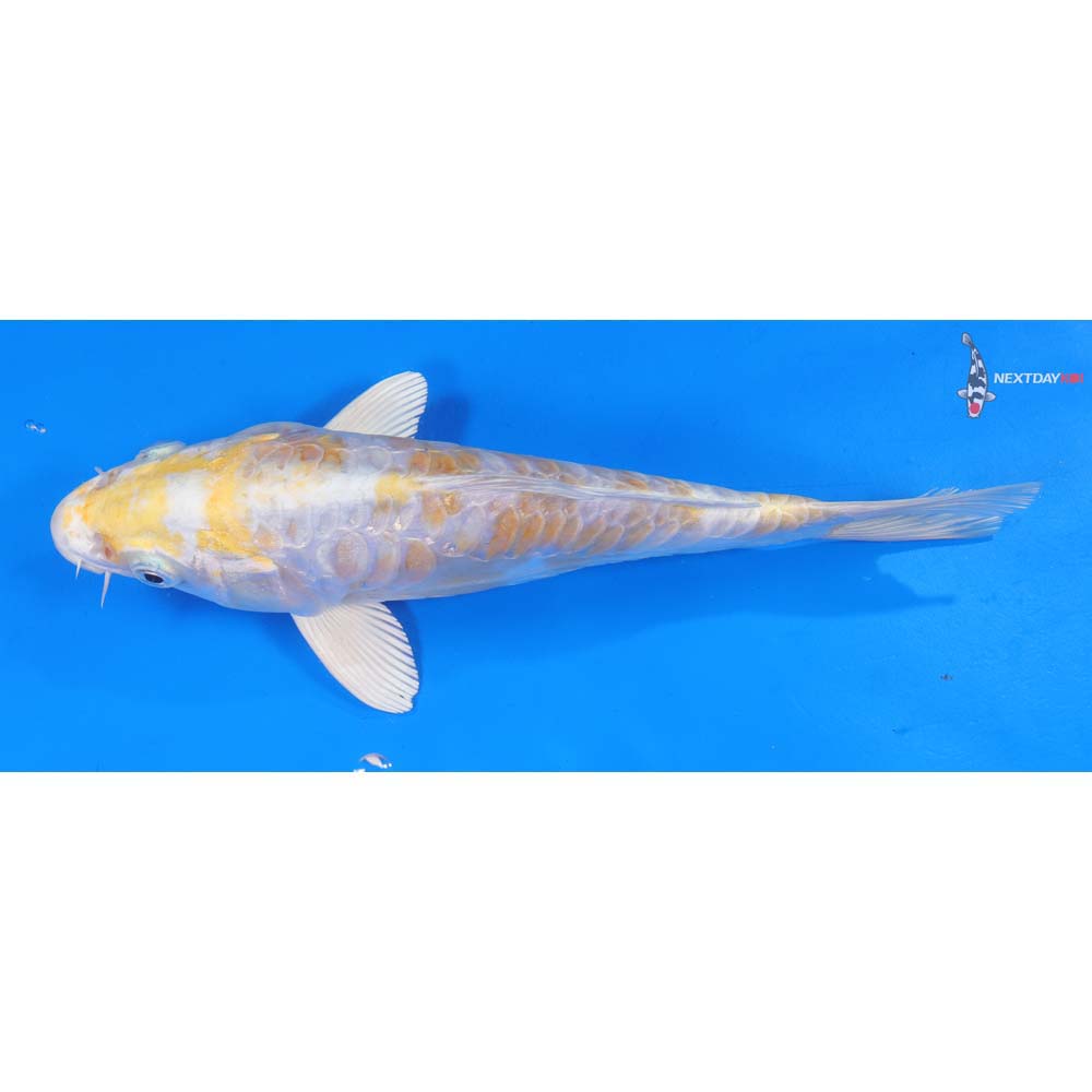8.5” Imported Armor Scaled Lemon Hariwake