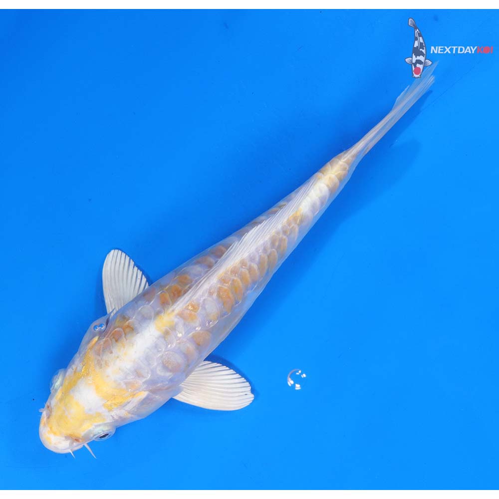8.5” Imported Armor Scaled Lemon Hariwake