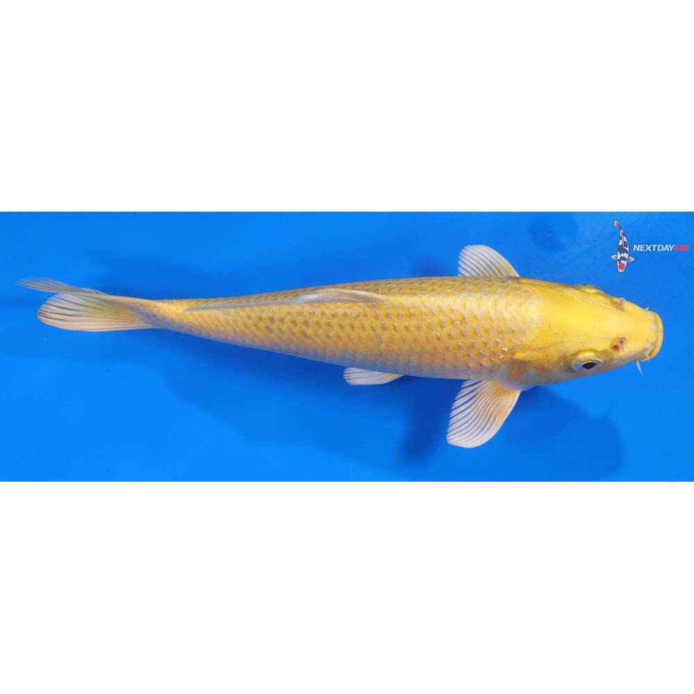 9” Imported Yamabuki Ogon