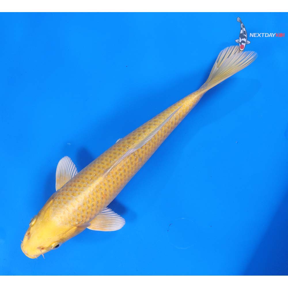 9” Imported Yamabuki Ogon