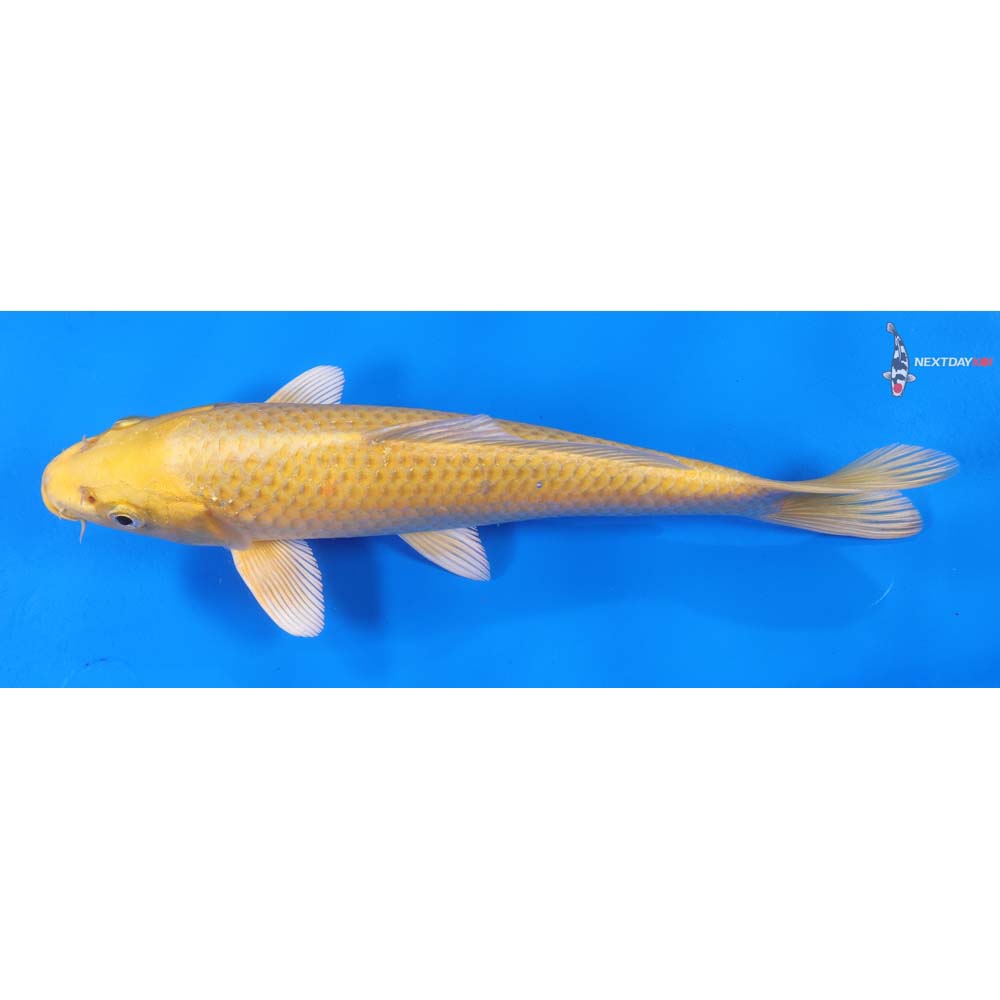 9” Imported Yamabuki Ogon