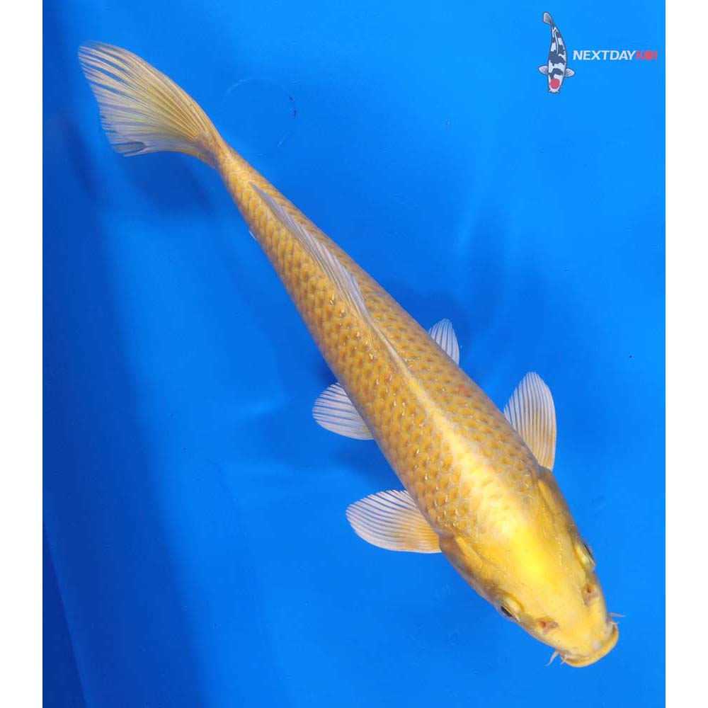 9” Imported Yamabuki Ogon