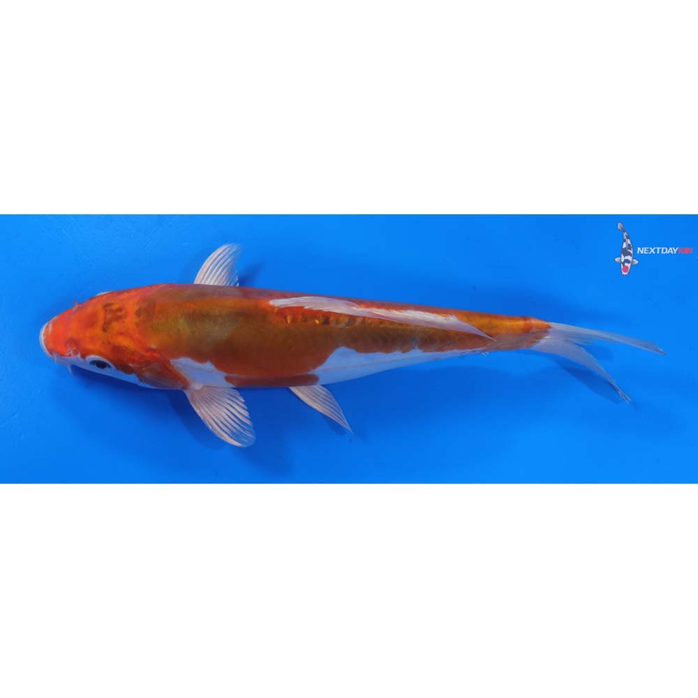9” Imported Kikusui
