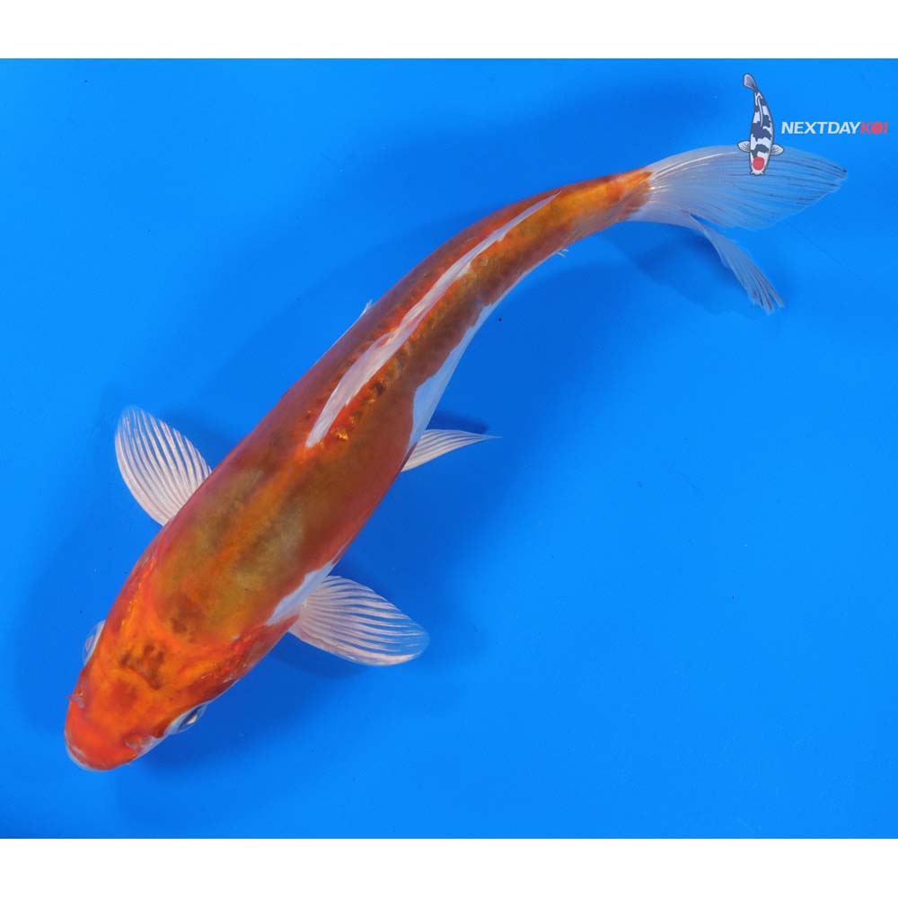 9” Imported Kikusui