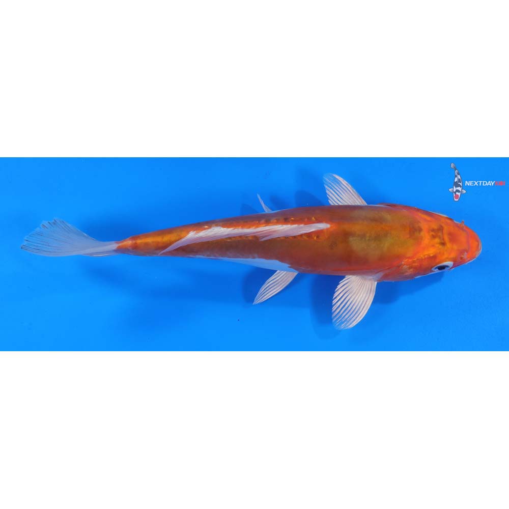 9” Imported Kikusui