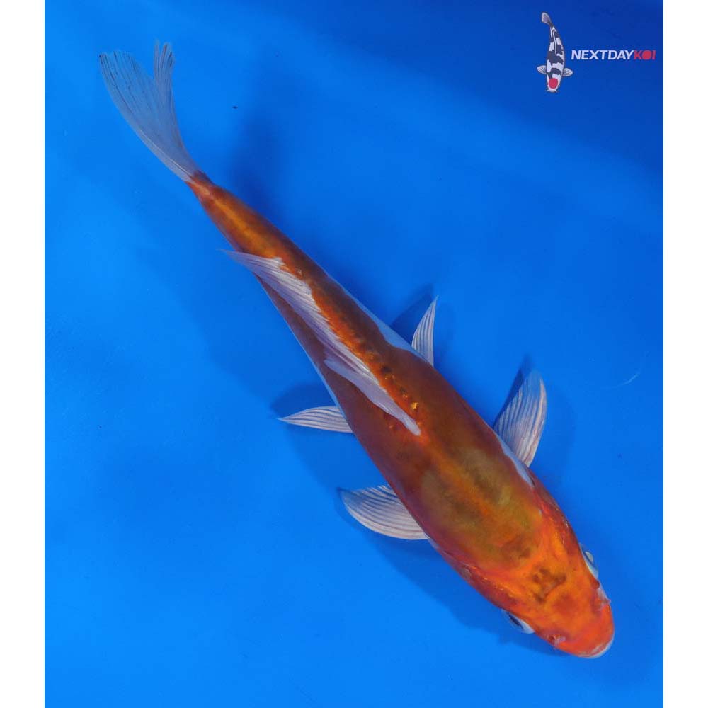 9” Imported Kikusui