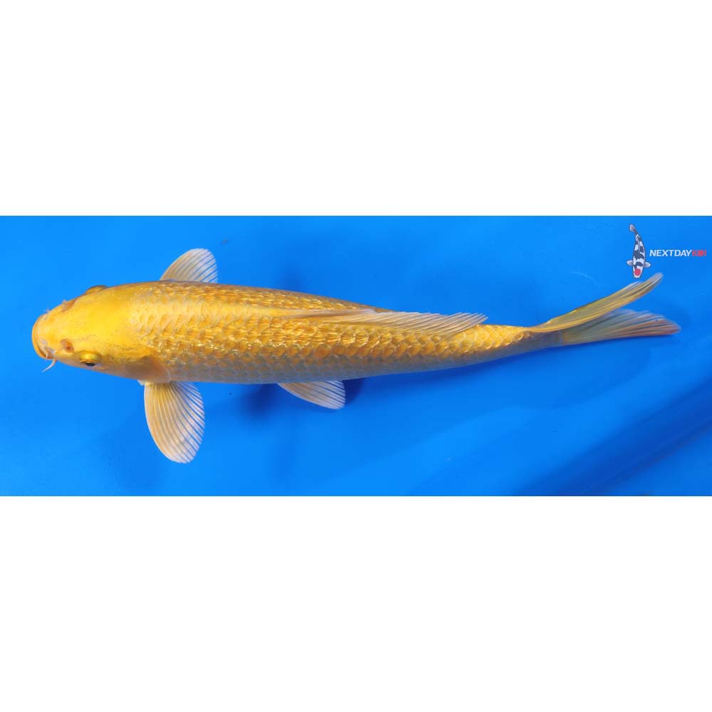 9.5” Imported Gin Rin Yamabuki Ogon