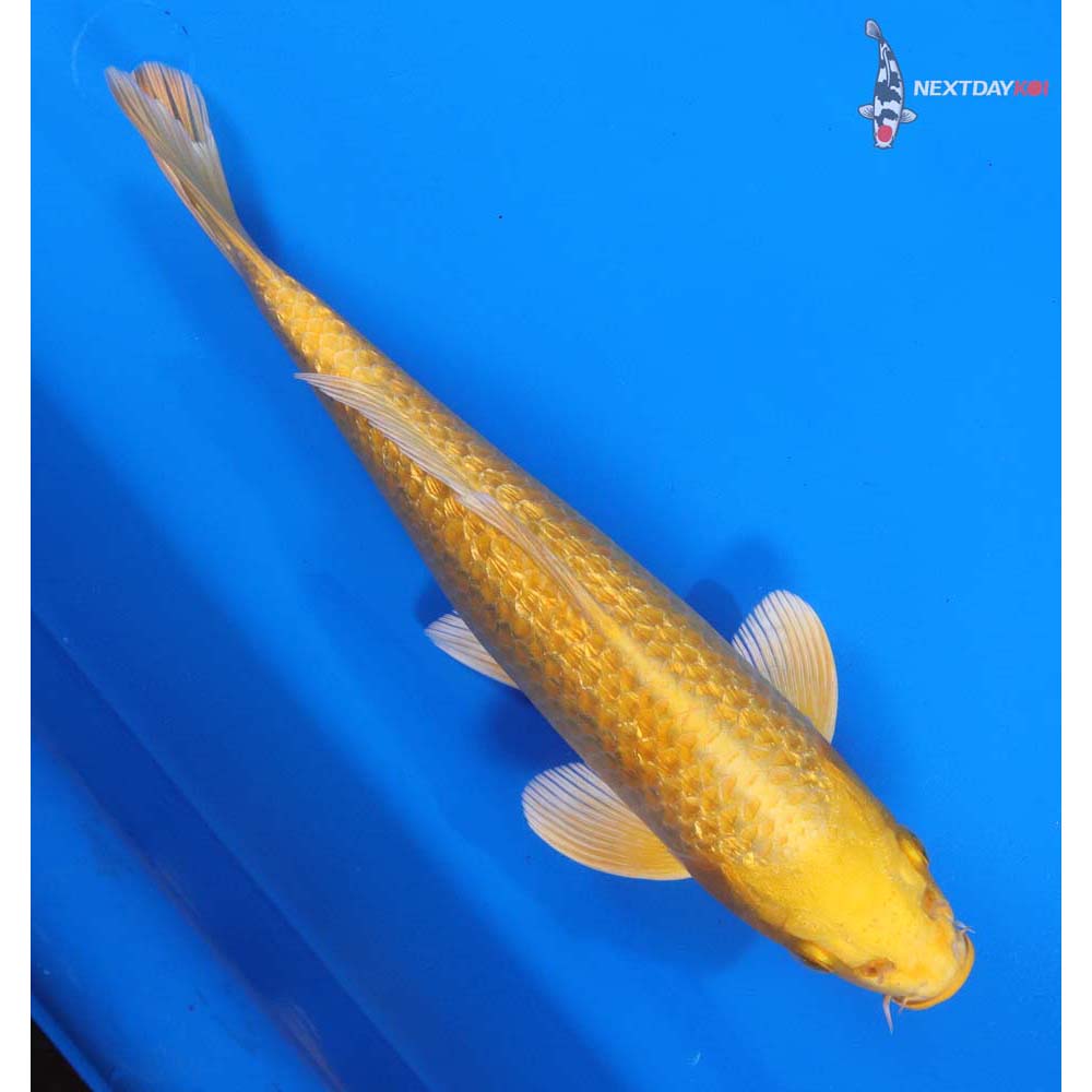 9.5” Imported Gin Rin Yamabuki Ogon