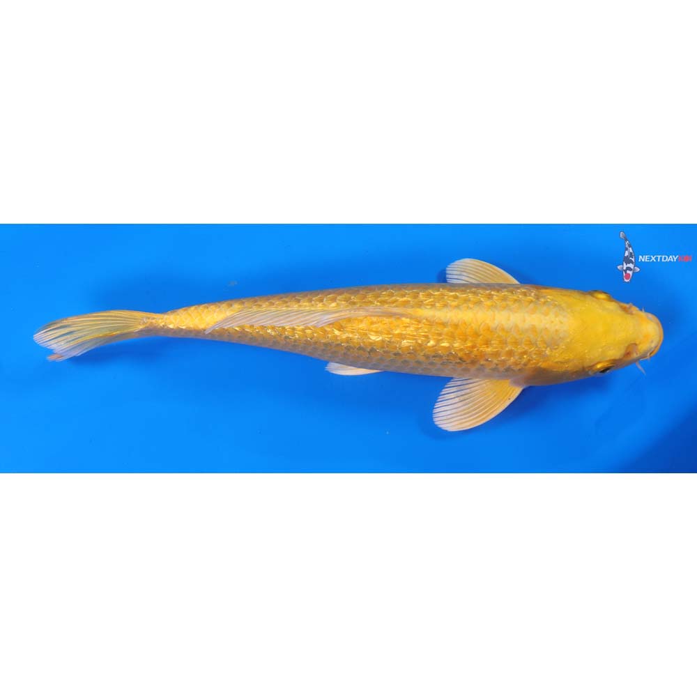 9.5” Imported Gin Rin Yamabuki Ogon