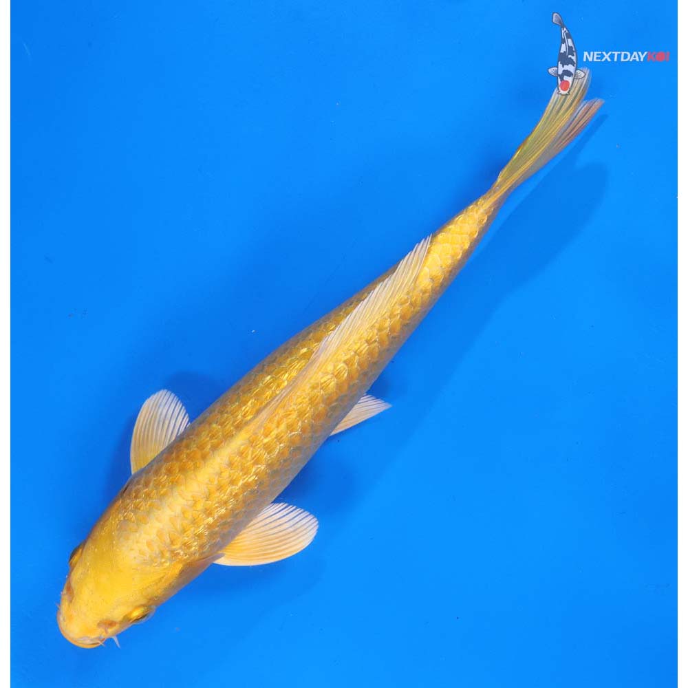 9.5” Imported Gin Rin Yamabuki Ogon