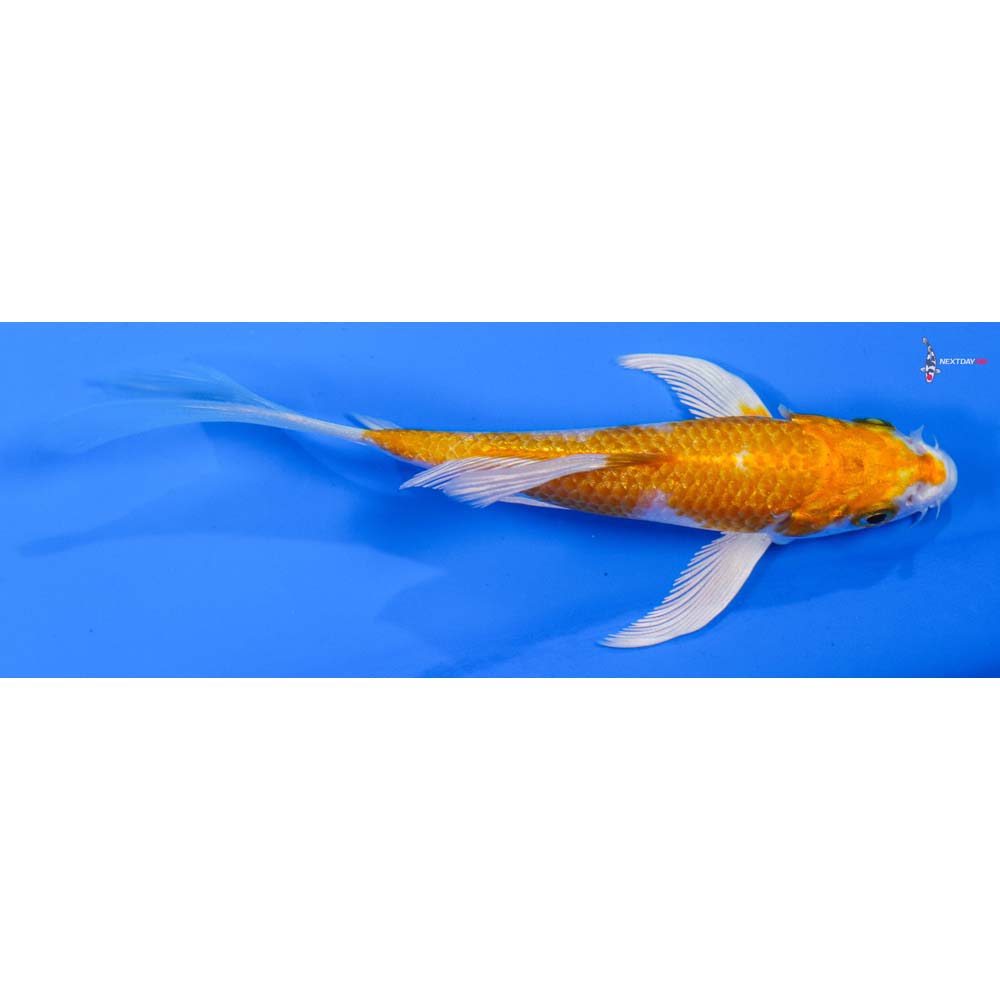 4” Imported Hariwake Butterfly Koi