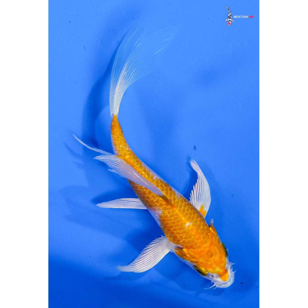 4” Imported Hariwake Butterfly Koi
