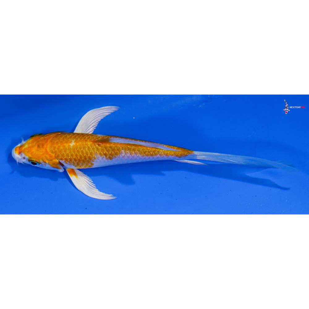 4” Imported Hariwake Butterfly Koi