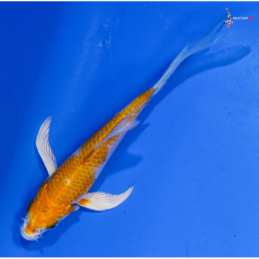 4” Imported Hariwake Butterfly Koi