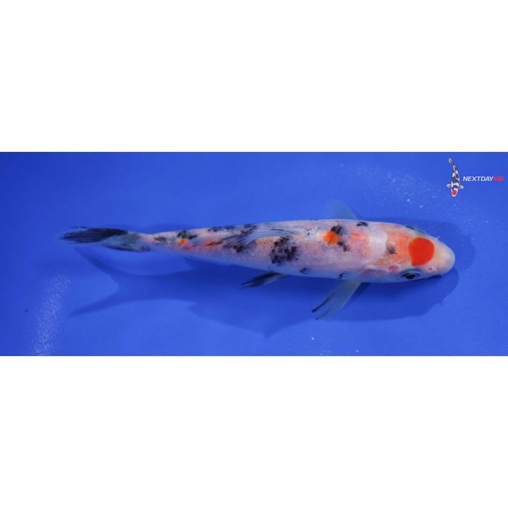 5.5” Imported Maruten Sanke