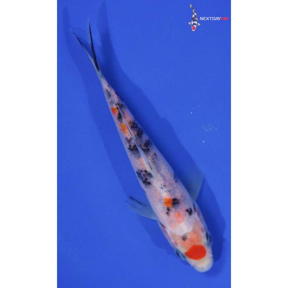 5.5” Imported Maruten Sanke