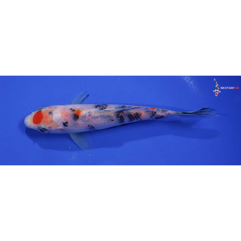 5.5” Imported Maruten Sanke