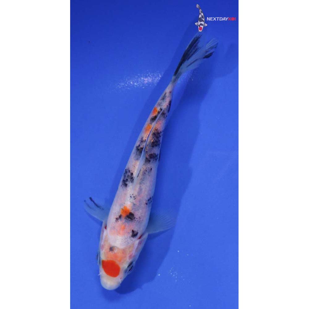 5.5” Imported Maruten Sanke