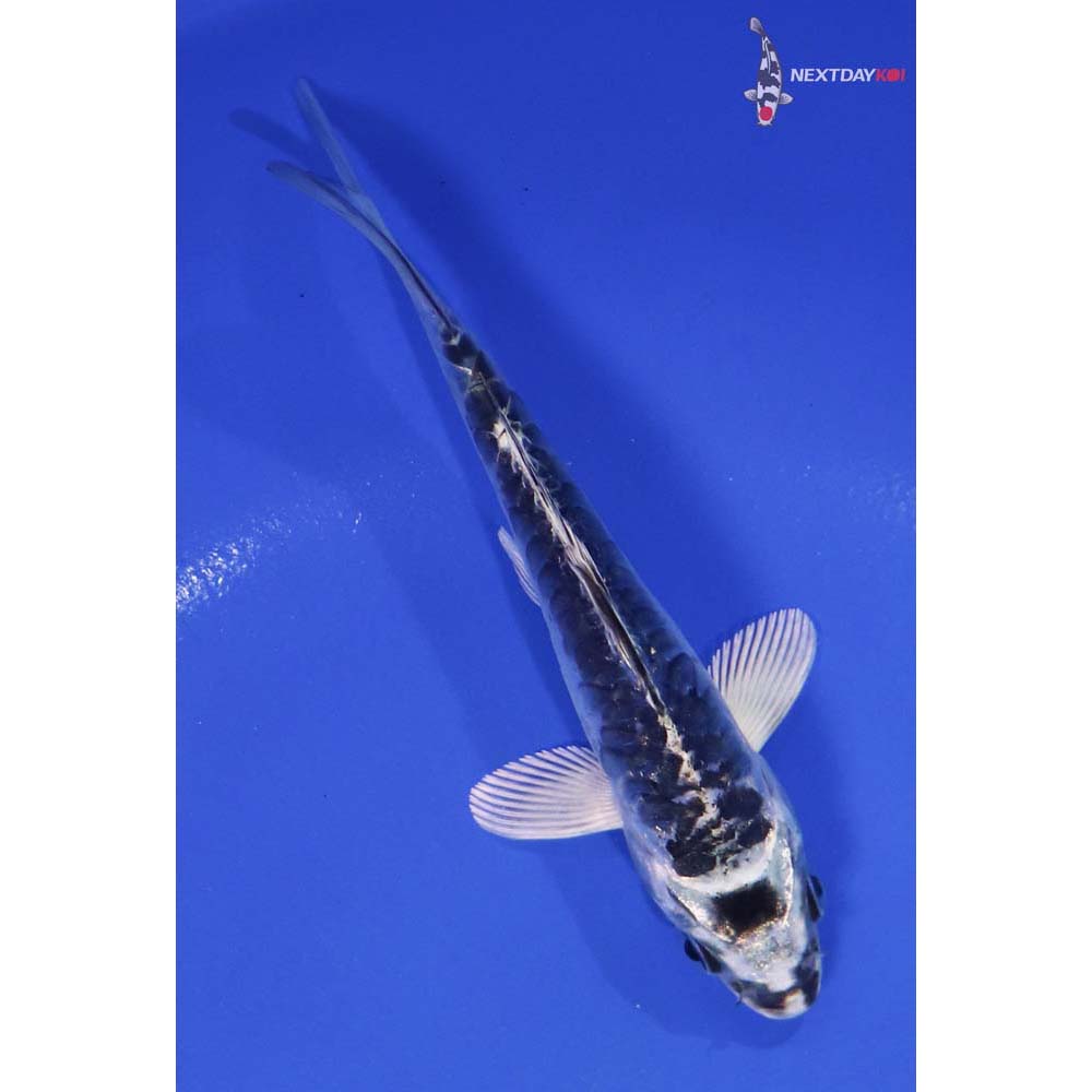 5.5” Imported Doitsu Gin Matsuba