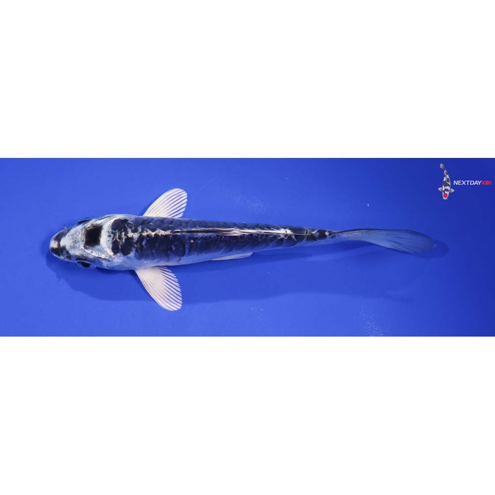 5.5” Imported Doitsu Gin Matsuba