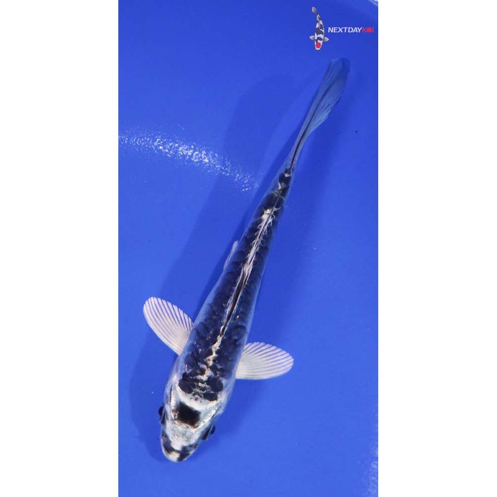 5.5” Imported Doitsu Gin Matsuba