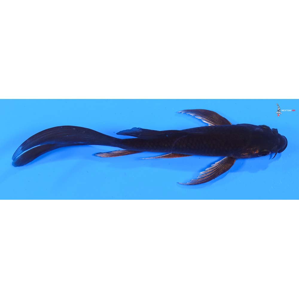 6.5” Imported Chagoi Butterfly Koi