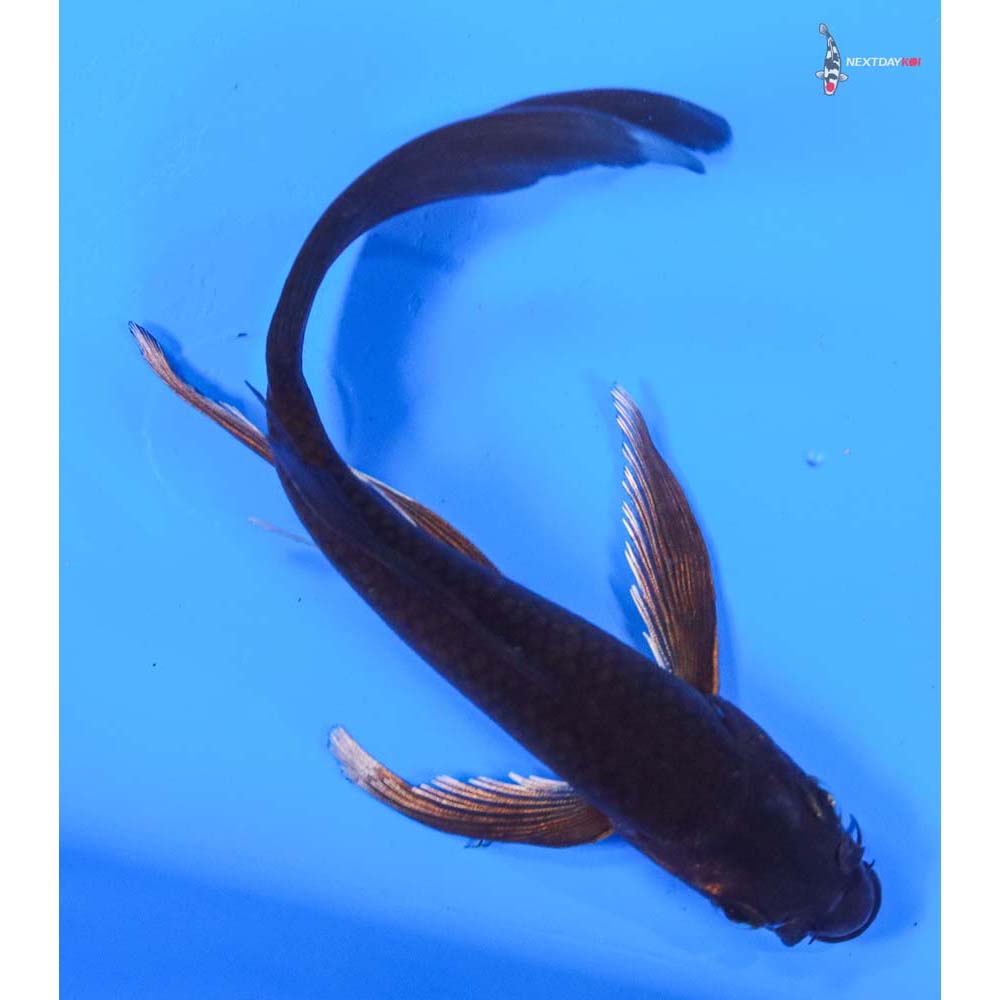 6.5” Imported Chagoi Butterfly Koi