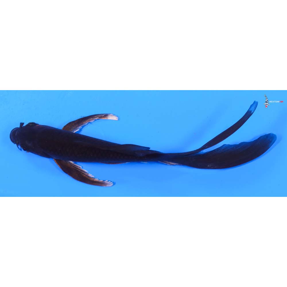 6.5” Imported Chagoi Butterfly Koi