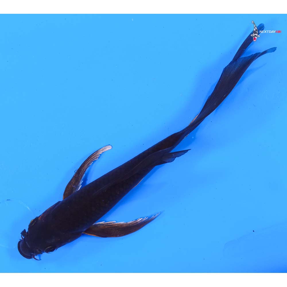 6.5” Imported Chagoi Butterfly Koi