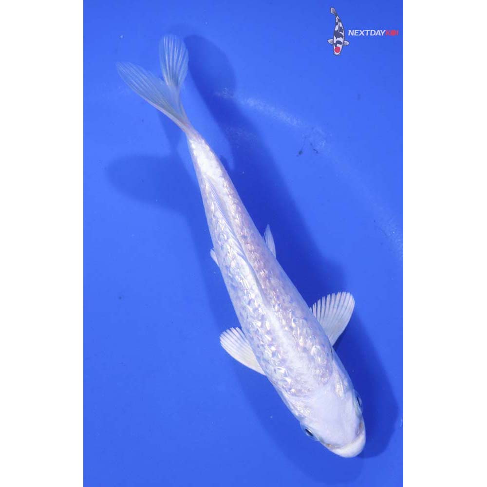5” Imported Gin Rin Platinum Ogon