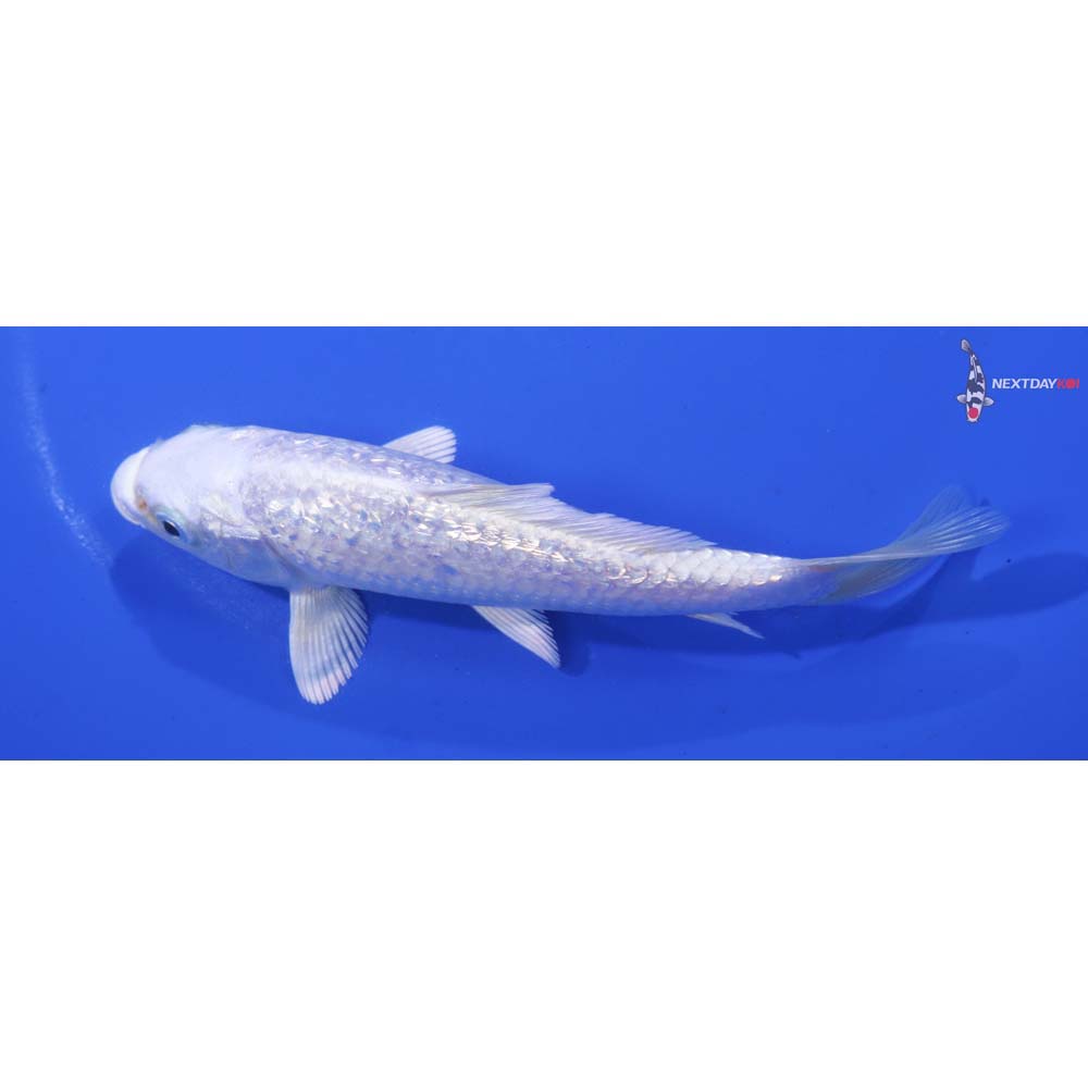 5” Imported Gin Rin Platinum Ogon