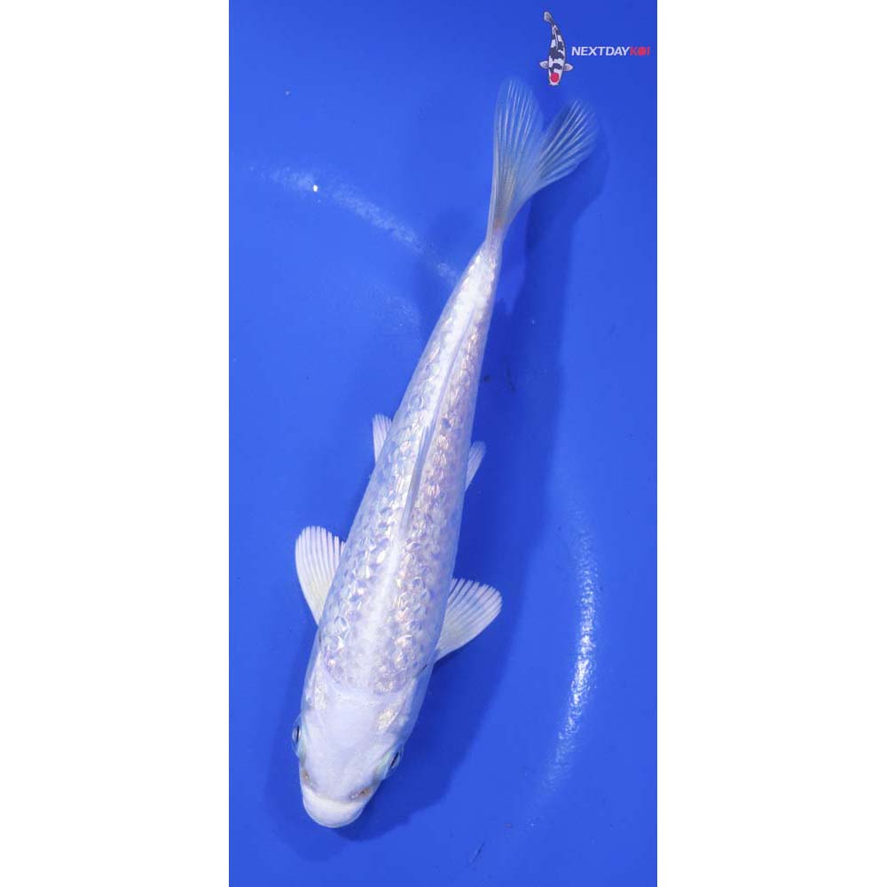 5” Imported Gin Rin Platinum Ogon