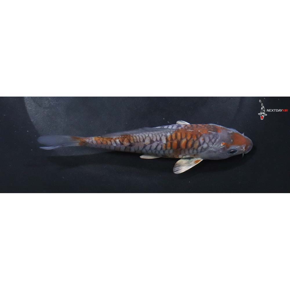 5” Armor Scaled Imported Ochiba Shigure