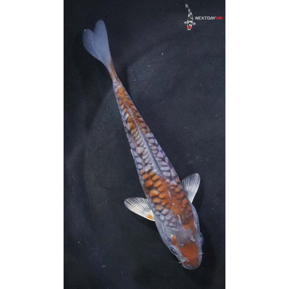 5” Armor Scaled Imported Ochiba Shigure